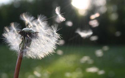 Learning To Love The Dandelions