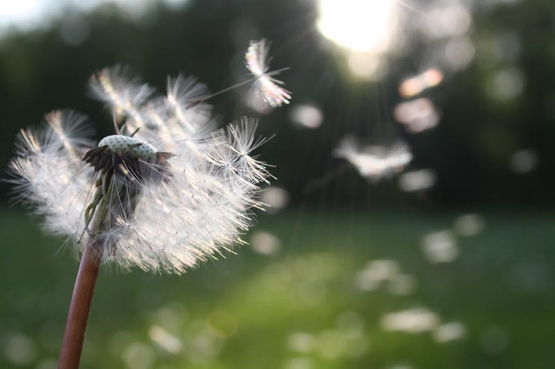 Learning To Love The Dandelions